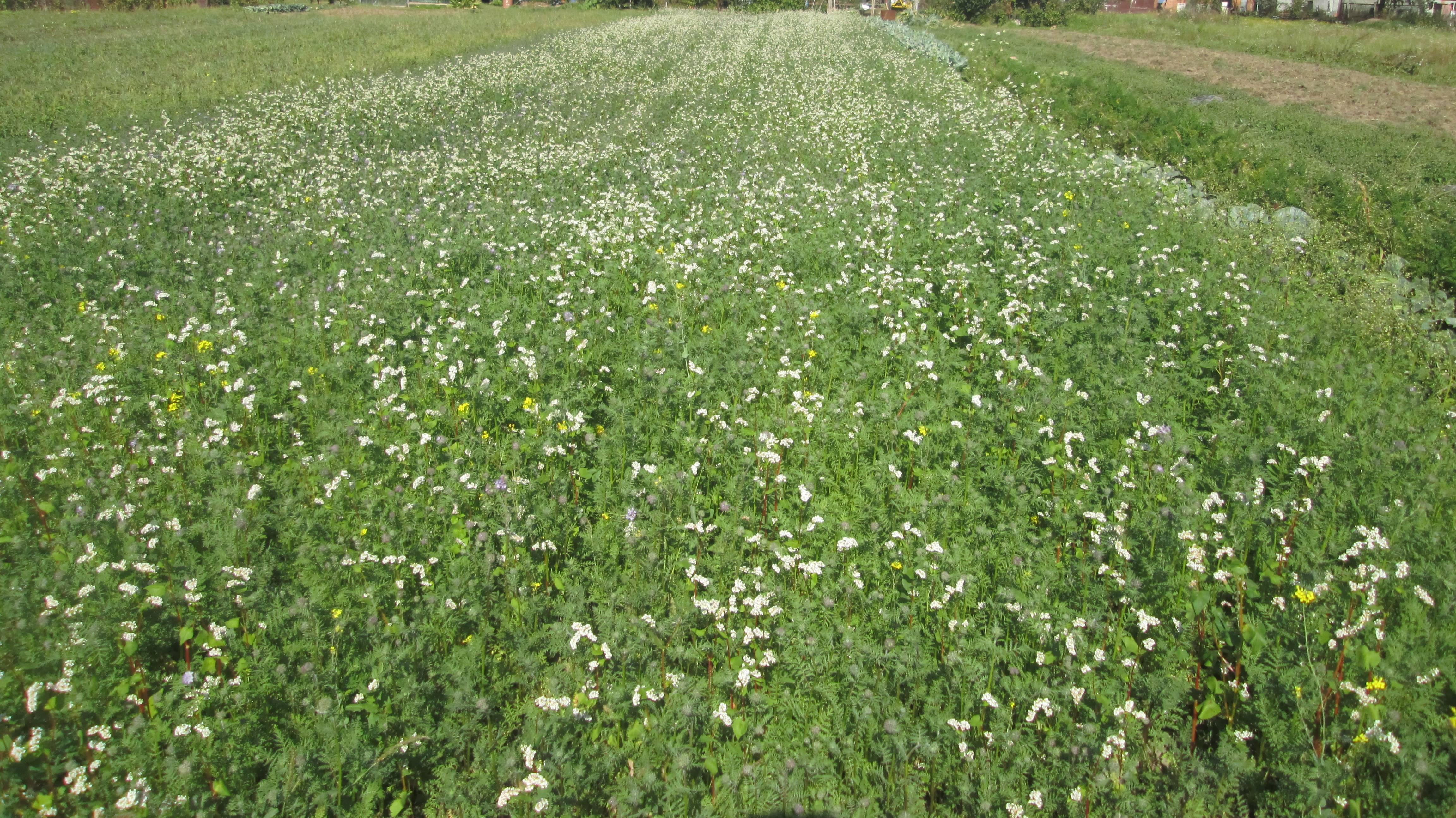 Гречиха в конце августа смотреть онлайн