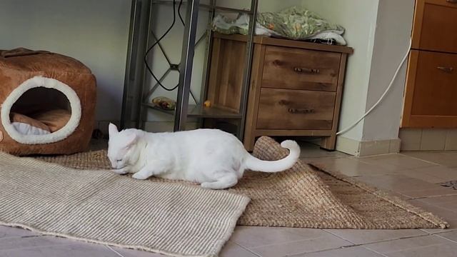 Когда борются два белых зефира. 😁😁😁 смотреть онлайн