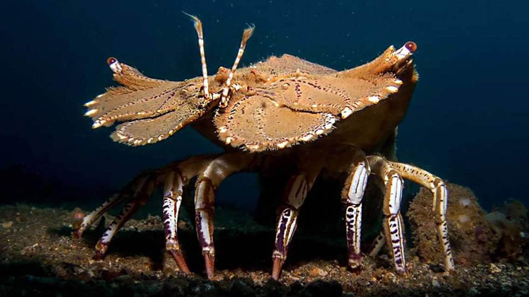 ДАЙВИНГ В ПЕЩЕРАХ КИПР
Caves night diving CYPRUS смотреть онлайн