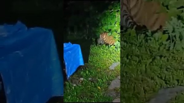 собака против тигра 🐕 🚧 🐅 🐅 🤣🤣🤣