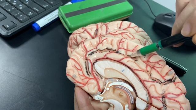 Sulci and gyri of the inferior and medial surfaces of the brain 🧠✌🏻 смотреть онлайн