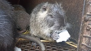 Утренний обход ХОЗЯЙСТВА. НУТРИИ пробуют снег. 28.11.24