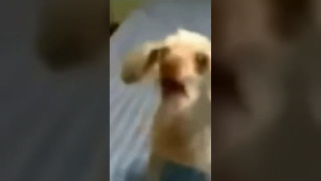 Подписывайся и готовься к порции безумия, которая взорвет твой день! 🚀 смотреть онлайн