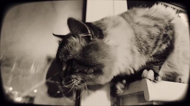 VID 20221230 003640 Коты (Шарль Бодлер)...Павел Васильев Лахтинский смотреть онлайн