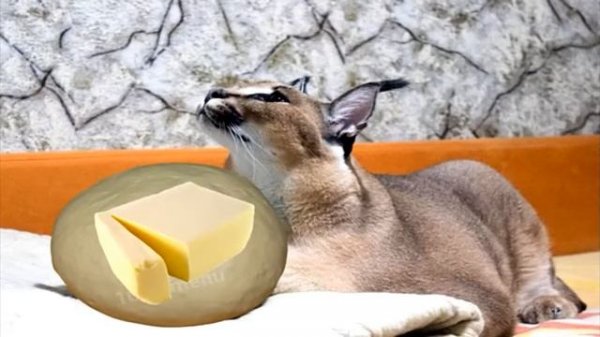 фирменные пельмени от шлёпы