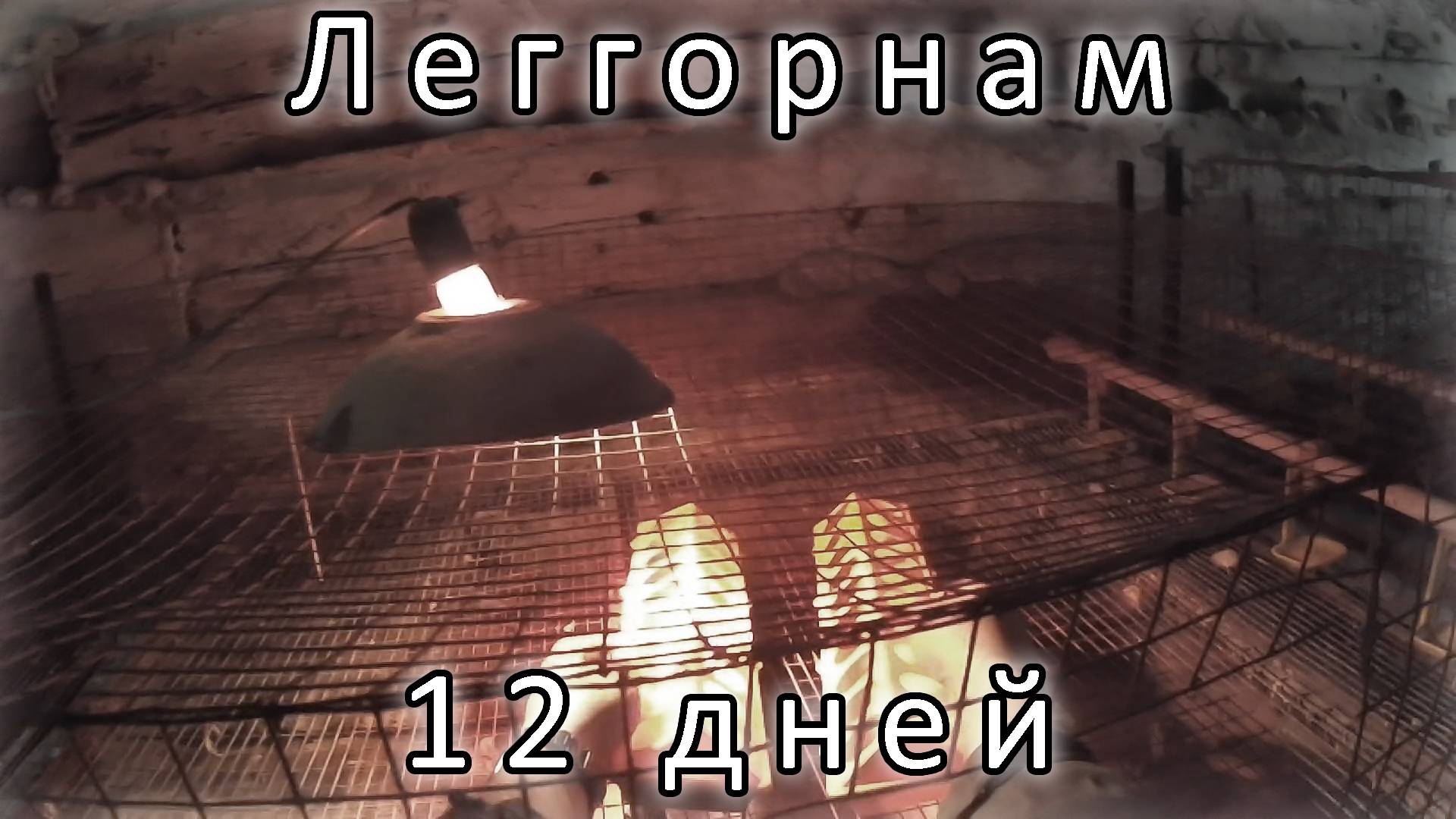 ПЕРЕСАДКА ЦЫПЛЯТ ИЗ БРУДЕРА В КЛЕТКУ. смотреть онлайн