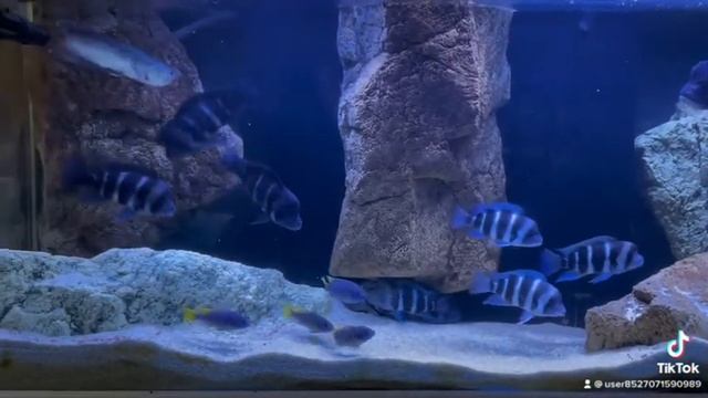 100G Frontosa Aquarium - 3D BTN Background смотреть онлайн