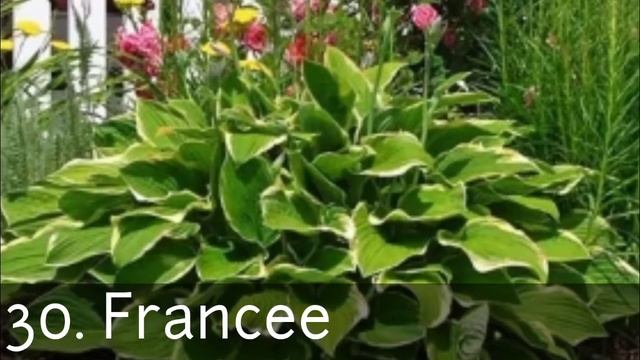 TOP HOSTA PLANT IDENTIFICATION |AMAZING PLANTS TO COLLECT | #PLANTAINLILIES #Giboshi