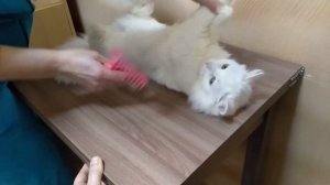 Как мы ухаживаем за своей кошкой и как вычесываем ей шерсть