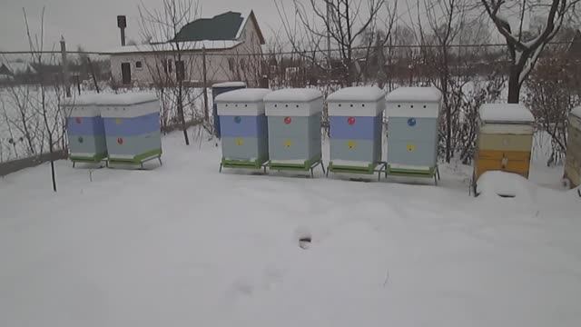 Пасека в ноябре смотреть онлайн