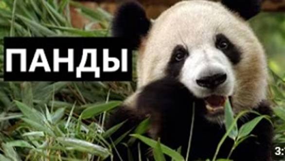 ПАНДЫ: САМЫЕ ИНТЕРЕСНЫЕ ФАКТЫ смотреть онлайн