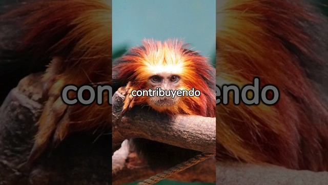 Mono Titi león, datos increíbles #animales #curiosidades #animalesmaravillosos #mono #primates смотреть онлайн