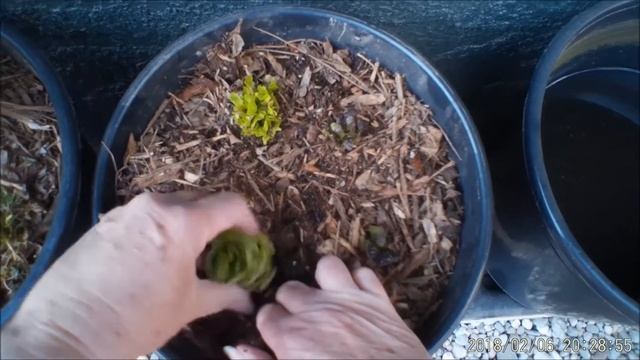 Regrow Store Lettuce in Days for More Salad Free & Easy and Fun смотреть онлайн