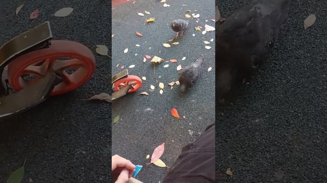 голубцы едят снигерс смотреть онлайн