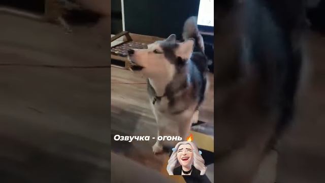 смешные собаки. смотреть онлайн
