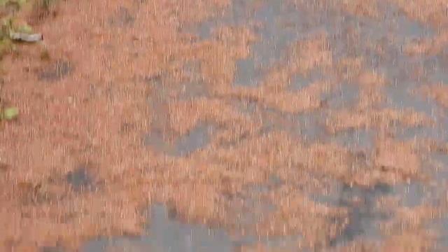 Белки на Лыжероллерной трассе. Южно-Сахалинск. 24.11.2023 смотреть онлайн