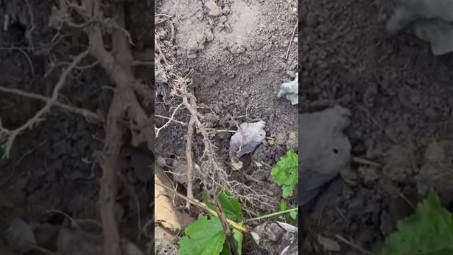 Крест тверского типа 15-16 века. Иисус Христос и Архангел Михаил смотреть онлайн