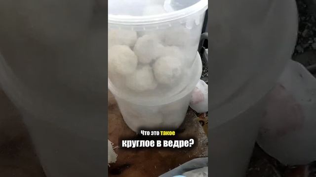Армения - ЕДА на РЫНКЕ | Сыр Мацун Брынза -Что едят Армяне Базар Продукты Street Food Armenia Ereva смотреть онлайн