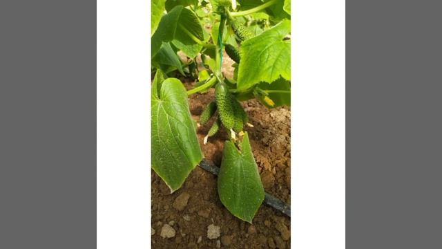 жаринные грибы с картошкой!!!!!👍🙋😋😋😋 смотреть онлайн