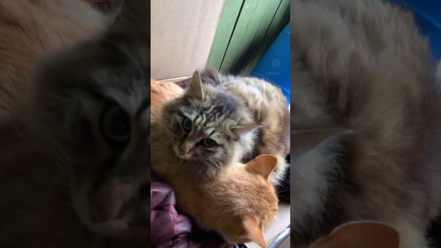 Сон-час у котов #коты #кот #сончас смотреть онлайн