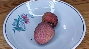 Выращиваем личи из косточки на подоконнике