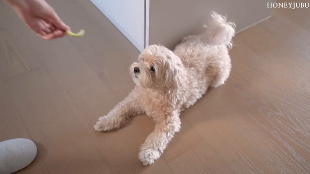 하루 동안 먹은 모든 것 🥗 문어꼬치어묵, 타코야끼, 오트밀 팬케이크, 연어구이 | 코스트코 추천템 | Cook With Me