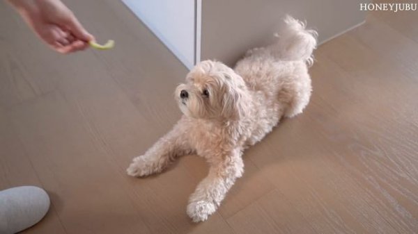 하루 동안 먹은 모든 것 🥗 문어꼬치어묵, 타코야끼, 오트밀 팬케이크, 연어구이 | 코스트코 추천템 | Cook with Me