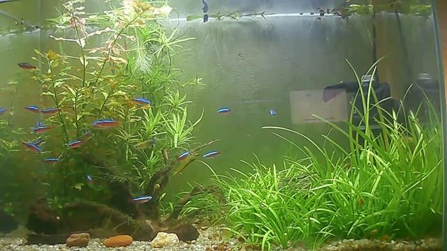 Аквариум с красными неонами и креветками вишнями, 11.10.2021 смотреть онлайн