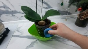 Полив орхидеи после пересадки