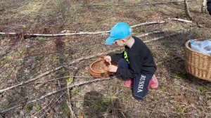 Грибной итог 2024 ! Весна часть 1 ! Грибы 2024 !