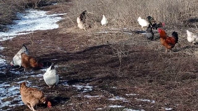 Початок інкубаційного сезону! Де краще взяти якісне інкубаційне яйце? Мій досвід смотреть онлайн