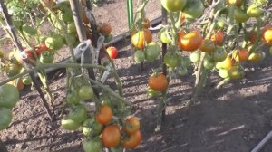 Как я выращиваю помидоры без рассады