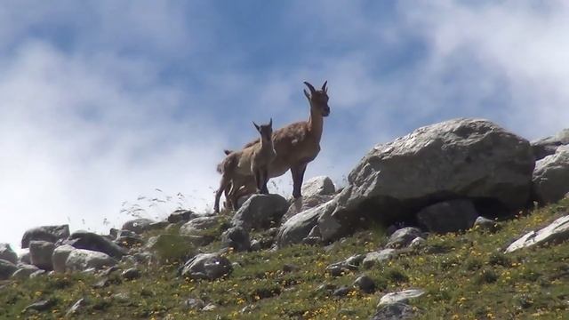 Горные козы Безенги смотреть онлайн