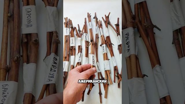 ⚡ЧЕРЕНКИ 🌱 ВИНОГРАДА 🍇 9 РАННИХ СОРТОВ ЕДУТ В ПЕРМСКИЙ КРАЙ НА ПМЖ смотреть онлайн