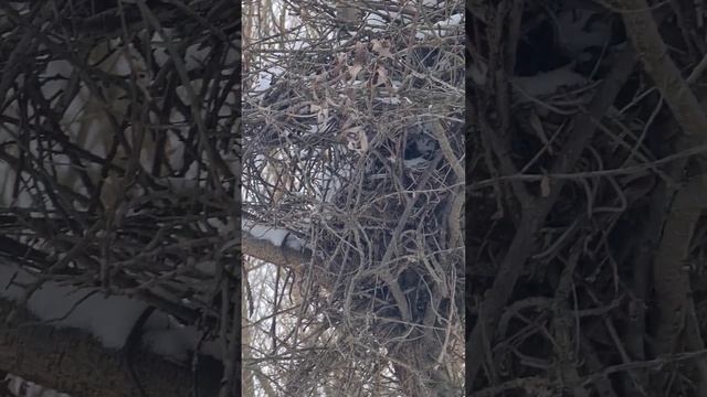 дикая природа / лес смотреть онлайн
