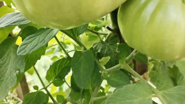 TOMATO ITALIANO..... смотреть онлайн