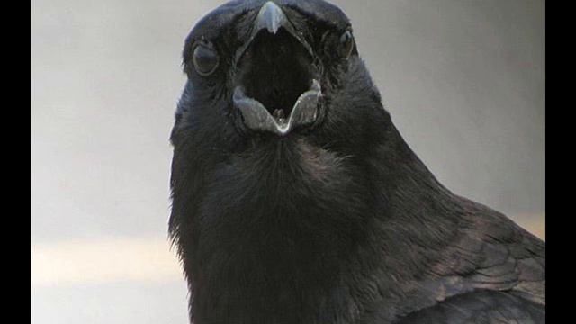 OSTENVEGR'S TRAVEL - The land Of Crows-sounds for meditation смотреть онлайн