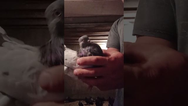 продам. голубей. тел.... 89185953630 смотреть онлайн