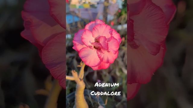 Pinky Multi Petal - Adenium Cuddalore смотреть онлайн