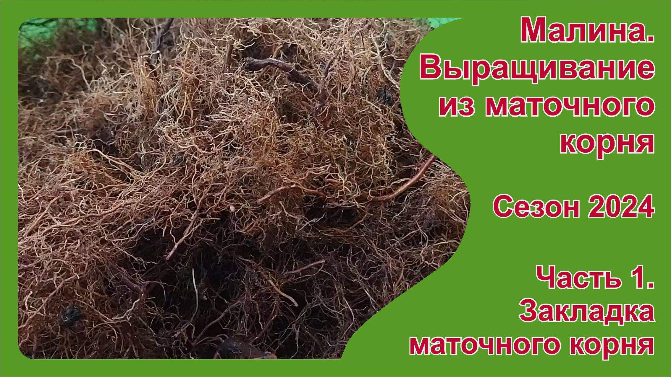 Малина. Выращивание из маточного корня. Часть 1.