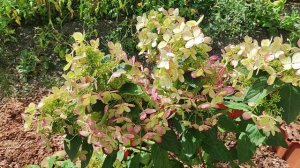 Ароматные гортензии нашего сада.