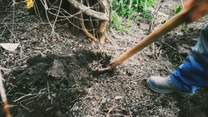 Размножение кизила. Как легко сделать много саженцев