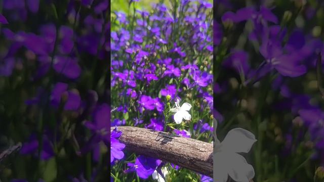 Лобелия смотреть онлайн