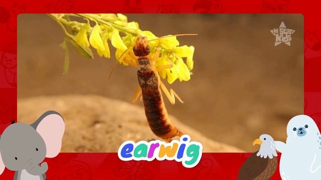 Animals Starting With E - Learn Animal Words That Start With Letters E