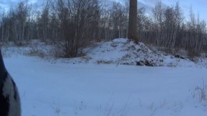 Охота на зайца гончаки в деле, работа на 5 с плюсом. сезон 2024-2025 №209