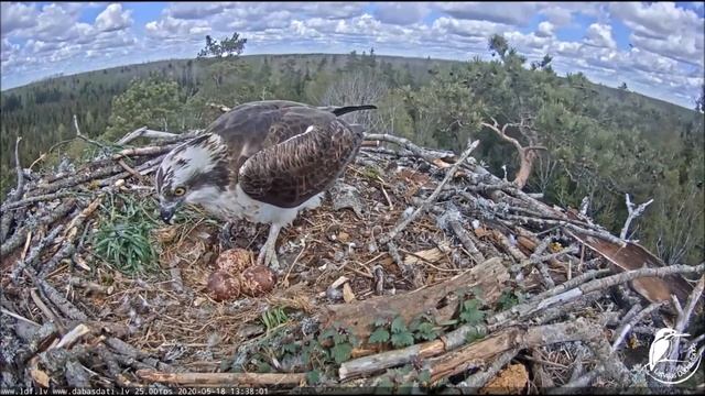 Скопа Тео и Вита. Латвия. Osprey Theo and Vita. Latvian. смотреть онлайн