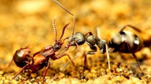 НЕЛЮДИ СОЗДАНЫ ПО ПОДОБИЮ ДЬЯВОЛА, ЛЮДИ СОЗДАНЫ ПО ПОДОБИЮ БОГА! ЛЮДИ КАК МУРАВЬИ, НЕЛЮДИ КАК ЖУКИ!