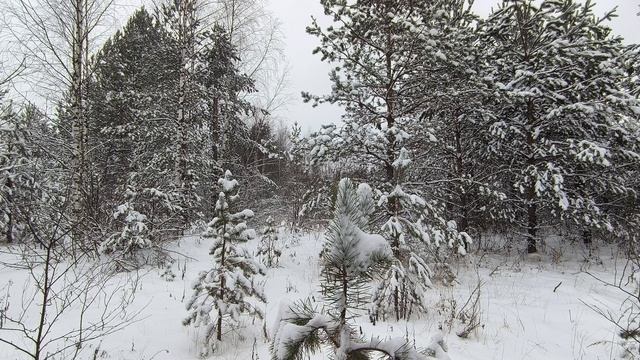 Заснеженный лес. ч.10. Декабрь 2024 смотреть онлайн