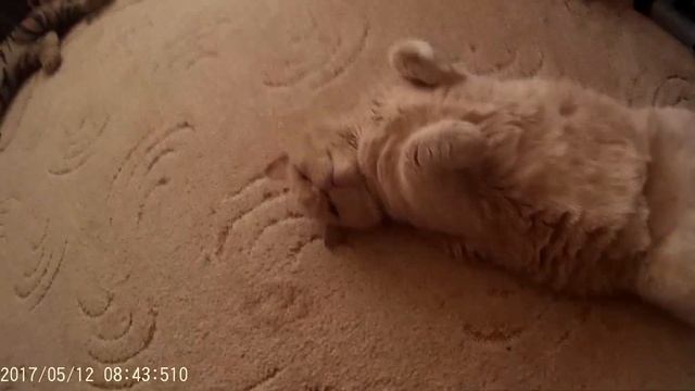 Камуфляж 80lvl смотреть онлайн