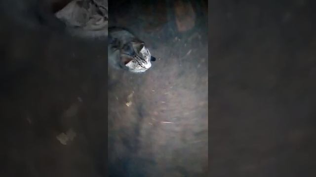 Джесси ночью смотреть онлайн